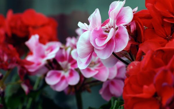 flowers,red,blossom,pink,spring,flower