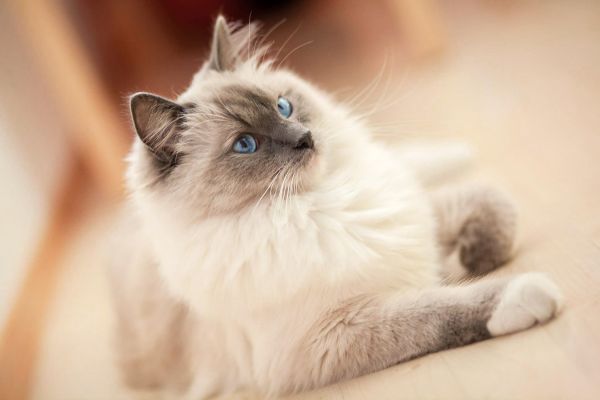 animal, animals, beautiful, cat, cats, 2048x1366 px