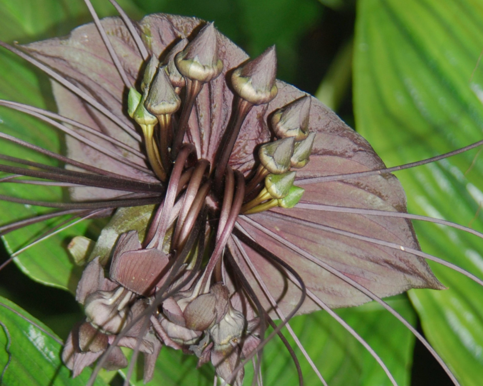 giardino, fiori, Nikon, M, fiore, pianta, flora, giardino botanico, giardini, giardino botanico, jardins, fleur, jardin, fiore, platinumphoto, Nikond60, Blume, fiore, Kwiat, bl TE, kv t, botanica, pianta fiorita, vir g, pianta erbacea, Conservatori, Taccachantrieri, Batflower, Blomstre, Mamulaklak, Famiglia di fiori di passione, fiore della passione