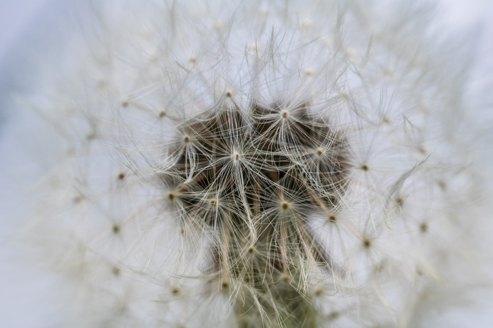 bílý, Příroda, fotografování, makro, kaktus, pampeliška, květ, rostlina, flóra, Blomma, makro, maskros, botanika, suchozemská rostlina, kvetoucí rostlina, zblízka, makro fotografie, trny trny a trny, závod stonek