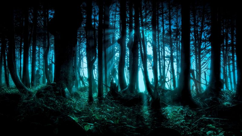 luce del sole, foresta, notte, leggero, oscurità, immagine dello schermo