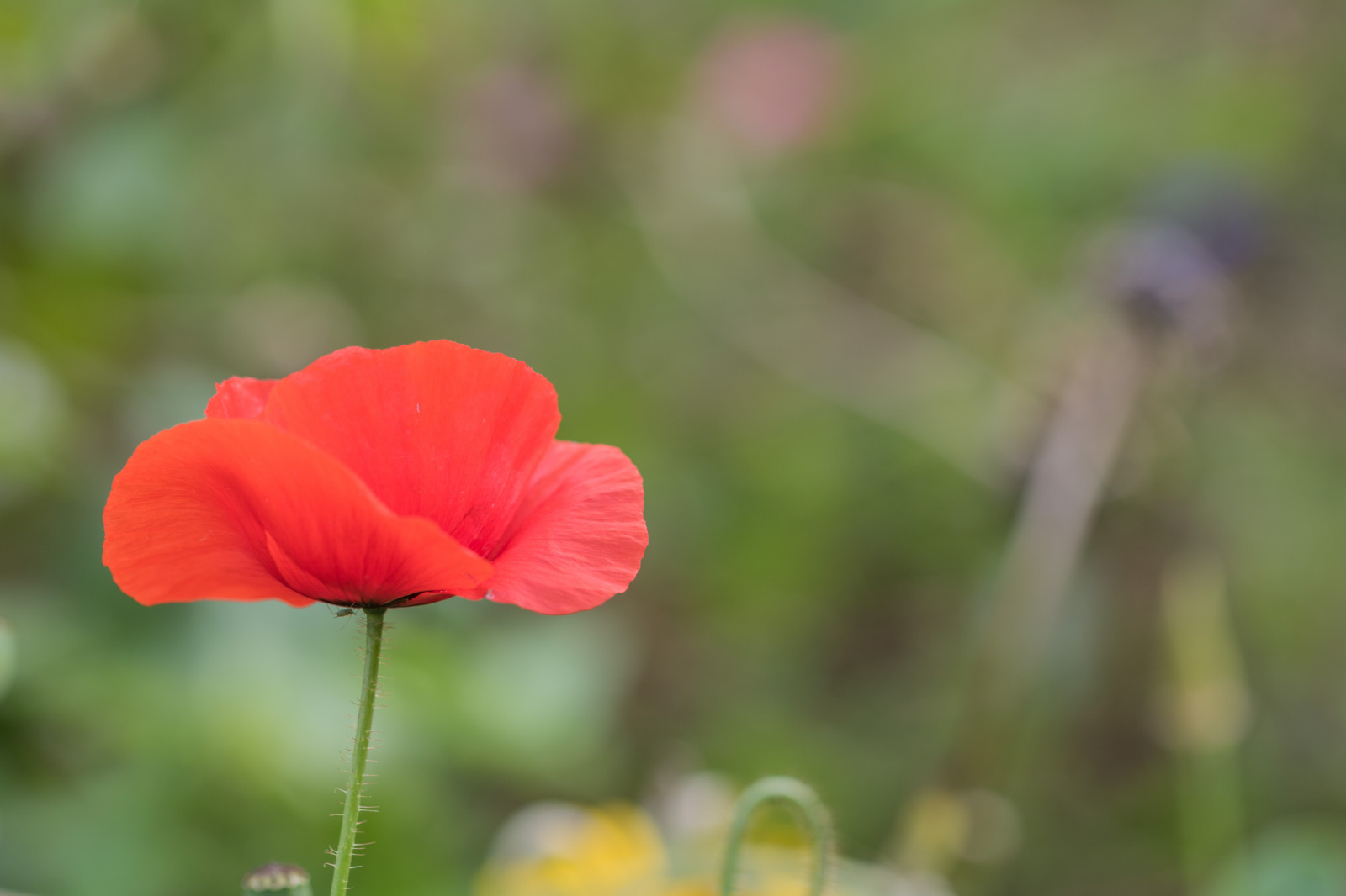 giardino, natura, erba, parco, campo, verde, fiorire, autunno, foglia, fiore, pianta, papavero, flora, blomma, h st, modello canoneos760d exif, geocountry, Marca fotocamera Canon, Geocity, modello di fotocamera canoneos760d, geostate, geolocalizzazione, exif fare canon, exif ISOSPEED 100, exif focalLength 100 millimetri, ef100mmf28lmacroisusm lente exif, Alnarp, apertura exif 35, petalo, prato, Fiore di campo, coquelicot, botanica, impianto di terra, pianta fiorita, avvicinamento, pianta annuale, fotografia macro, staminali vegetali, papavero famiglia