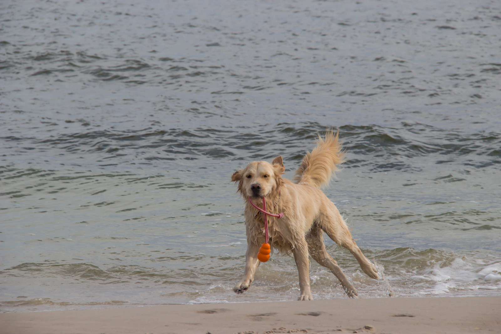 Sport, Meer, Sand, Strand, Hund, Hund, Sandhammaren, Säugetier, Wirbeltier, Hund wie Säugetier, Golden Retriever, Retriever, Straßenhund