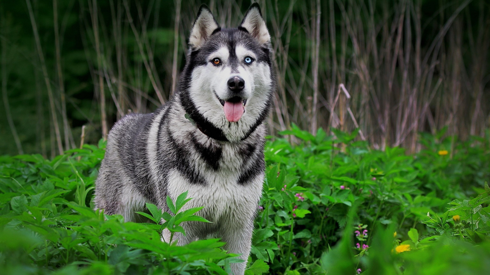 hund, heterokromi, Siberian Husky, Alaskan Malamute, pattedyr, 1920x1080 px, hvirveldyr, Ulvehund, Saarlooswolfhond, hund som pattedyr, hundens race gruppe, slædehund, Grønland hund, carnivoran, hunderace, tamaskan hund, øst sibirisk laika, nordlige inuit hund, vest sibirisk laika, j mthund