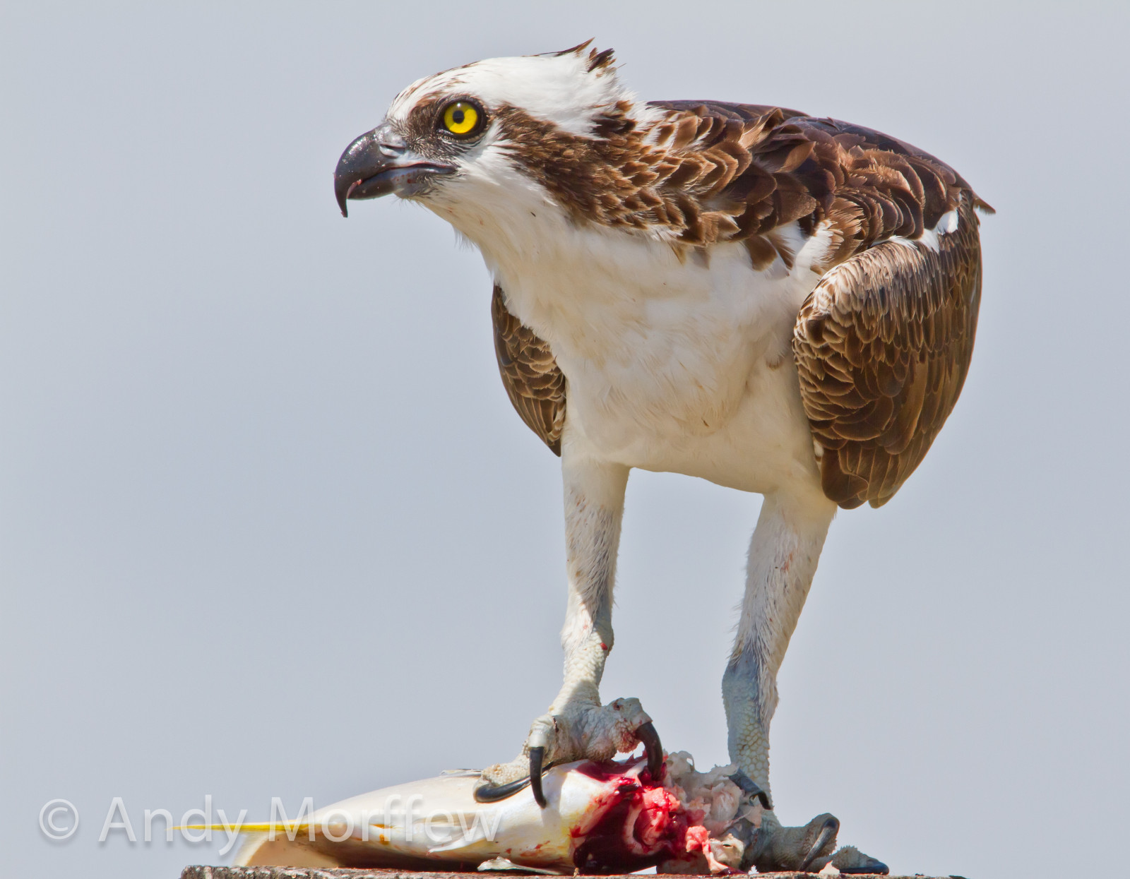 fisk, han-, spise, fiskeørn, gaffelmakrel, marcoisland, tigertailbeach, birdperfect, blinkagain, andymorffew, morffew