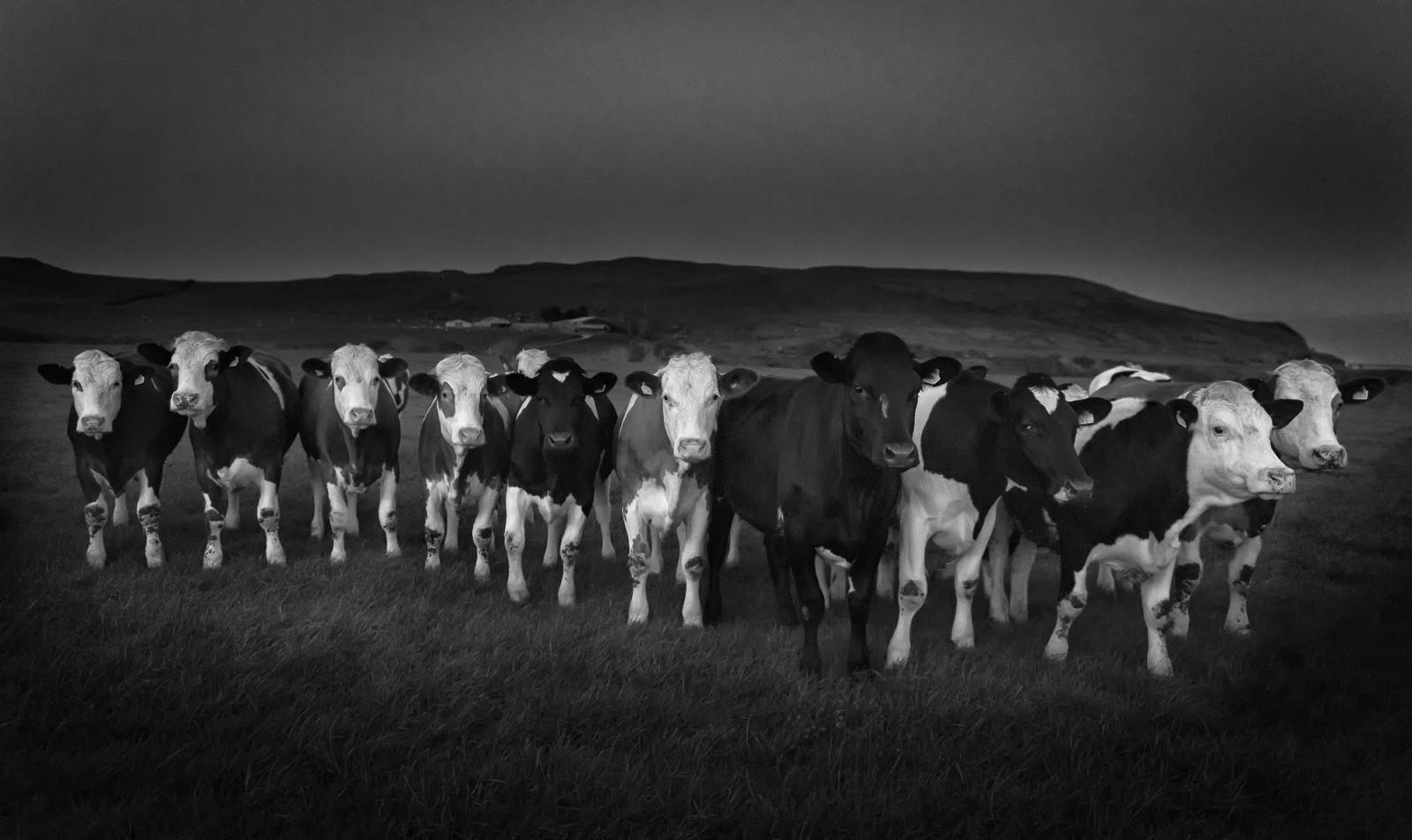 D810, вечер, 2470 мм, Nikon, Черно и бяло, Mono, bnw, пролет, залез, Campeltown, mullofkintyre, Англия, Шотландия, крава