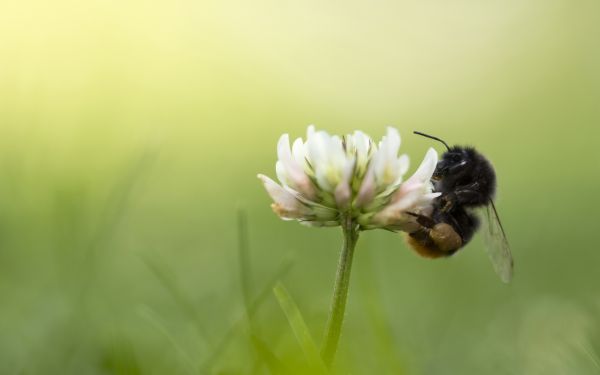 animals, nature, photography, macro, insect, green