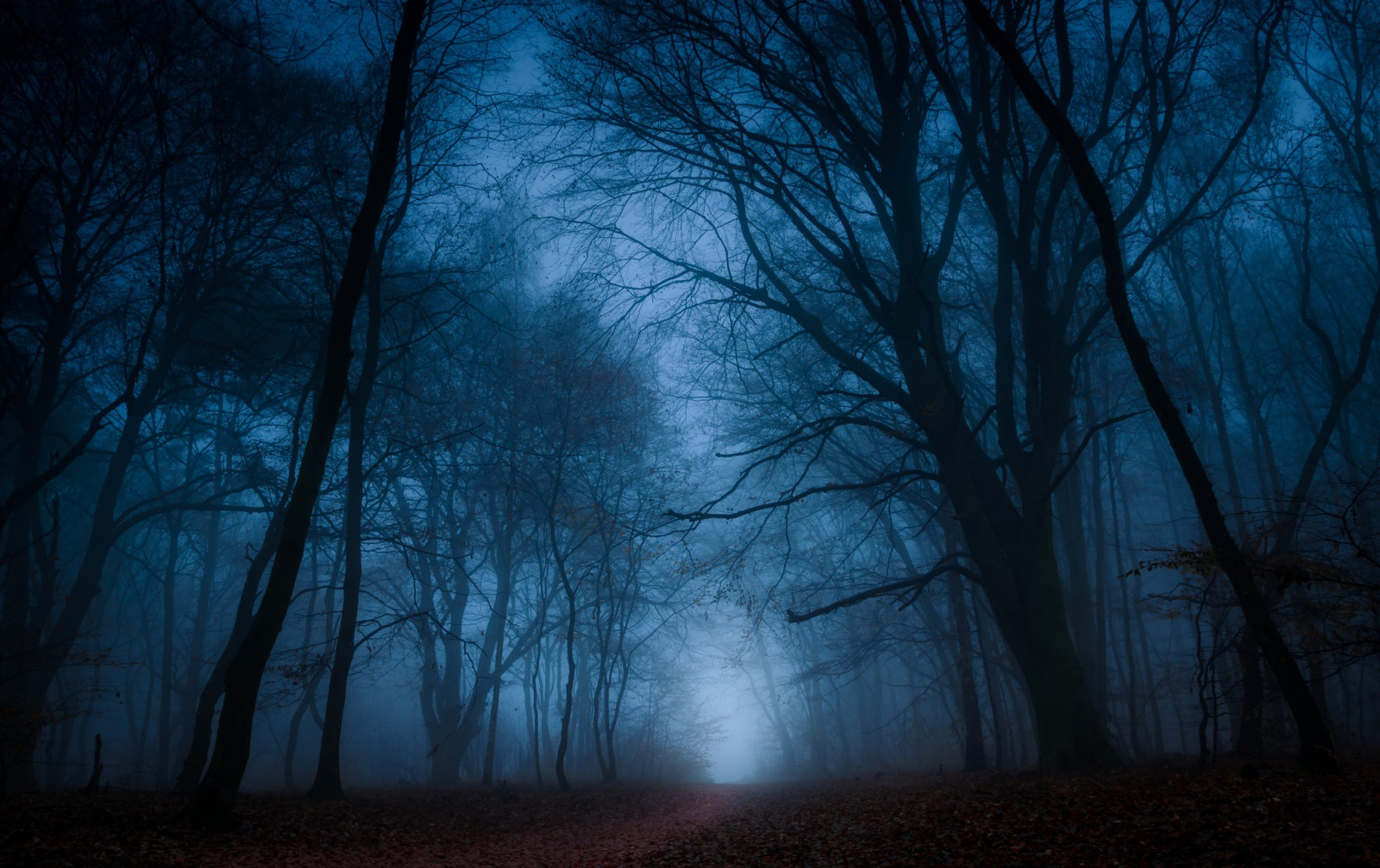 luz de sol, Árboles, bosque, noche, naturaleza, rama, Mañana, niebla, luz de la luna, atmósfera, ligero, árbol, niebla, hoja, amanecer, oscuridad, bosque, habitat, entorno natural, Fenómeno atmosférico, Papel pintado de la computadora, Planta leñosa