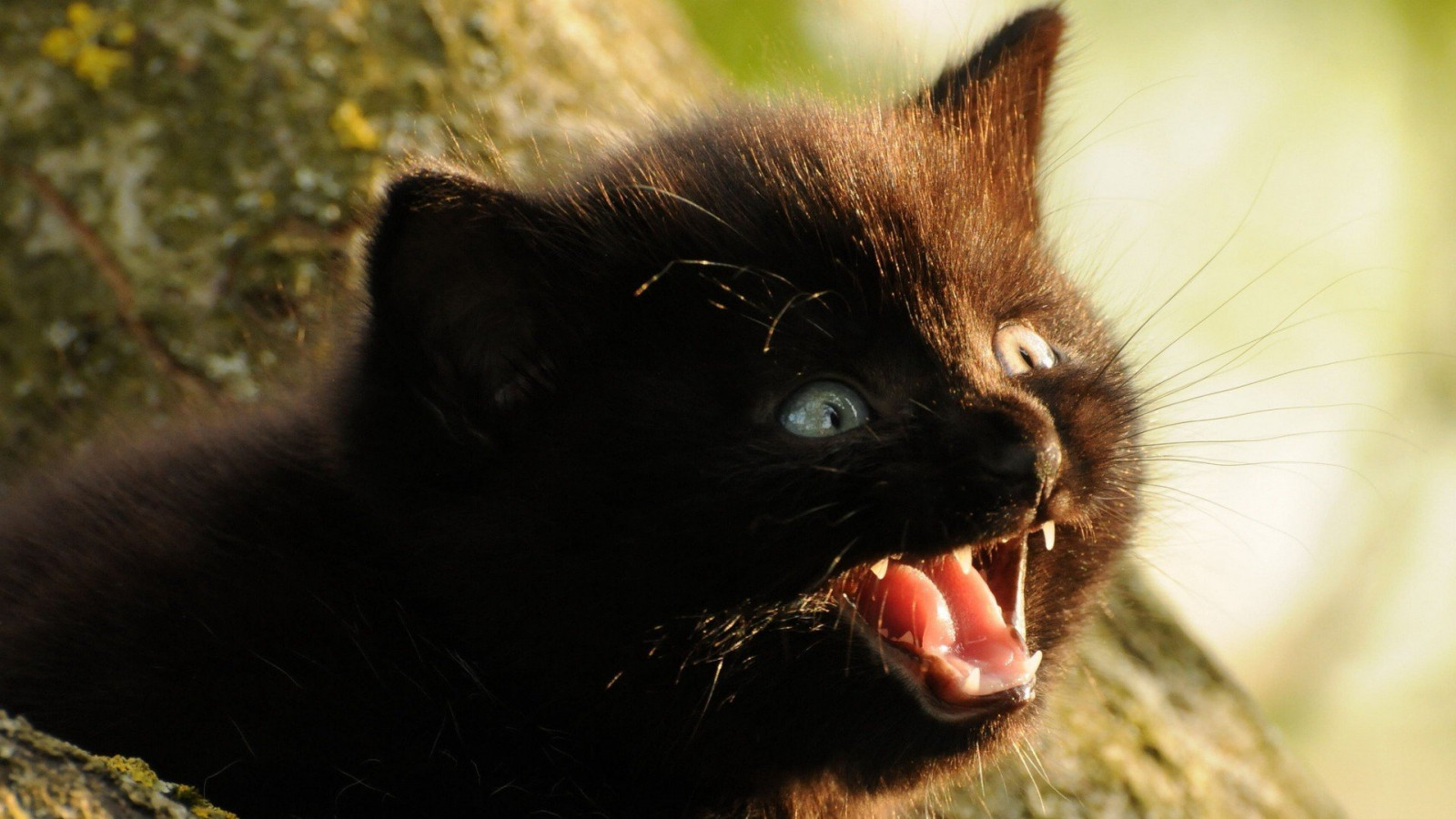 Wallpaper : 1920x1080 px, black cats 1920x1080 - wallbase - 1323775 ...
