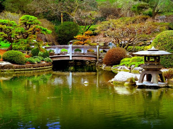 reflection,water,nature,leaf,plant,green