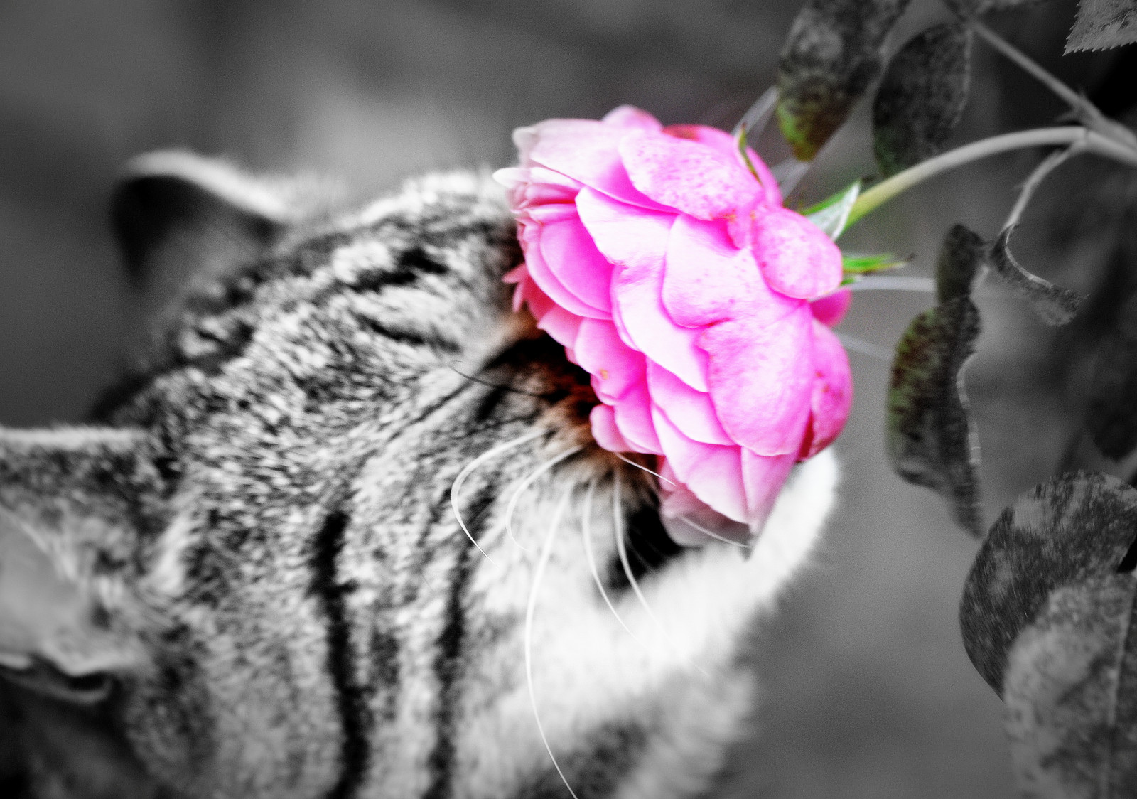 Wallpaper cat, nose, whiskers, pink, spring, pet, flower, flora