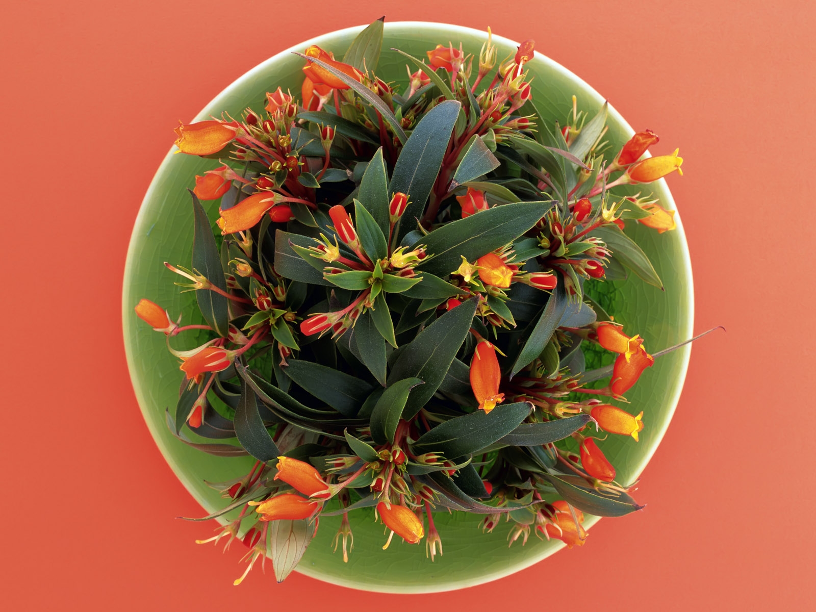 อาหาร, ดอกไม้, สาขา, จาน, สมุนไพร, ใบไม้, ดอกไม้, ปลูก, พืช, องค์ประกอบ, ผลิต, พฤกษศาสตร์, โรงงานที่ดิน, ตกแต่งคริสต์มาส, การถ่ายภาพมาโคร, ดอกไม้, จัดดอกไม้, การออกแบบดอกไม้, กรีน