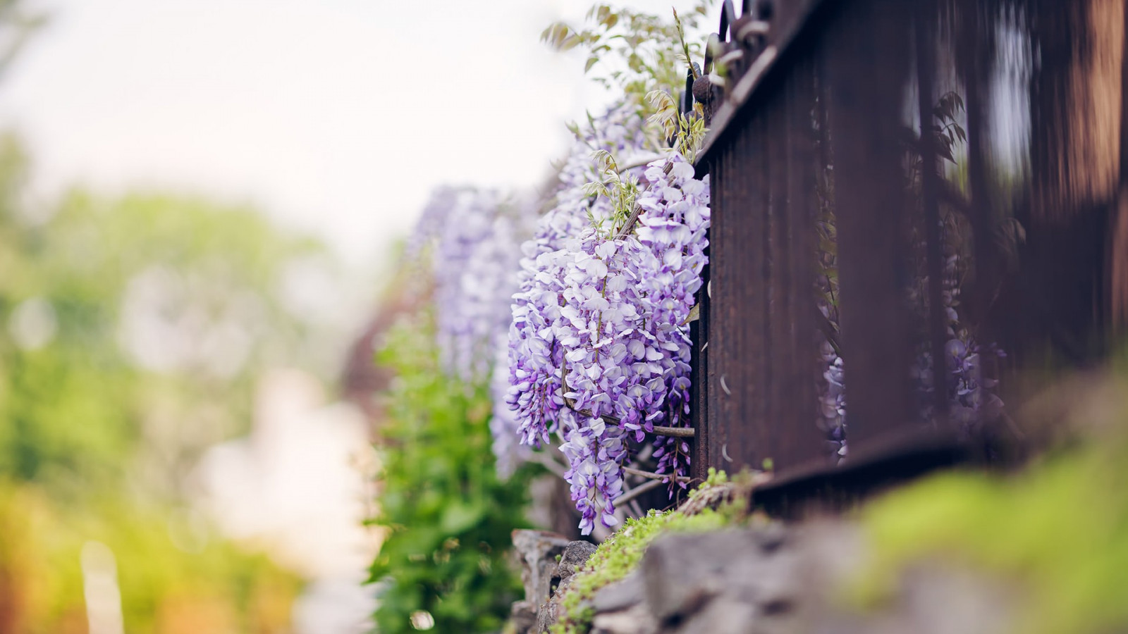 sollys, dybdeskarphed, blomster, natur, græs, fotografering, grøn, blå, morgen, blomst, hegn, forår, lilla blomster, Wisteria, farve, efterår, blad, blomst, plante, sæson, øje, flora, landbrug, tæt på, makrofotografering
