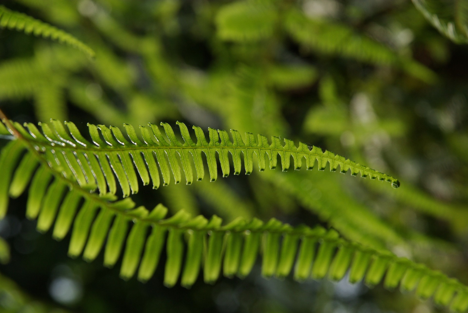 natur, makro, afdeling, grøn, bregner, træ, blad, blomst, plante, flora, bregne, vegetation, botanik, jord plante, tæt på, makrofotografering, stængelplante, bregner og horsetails, vaskulær plante