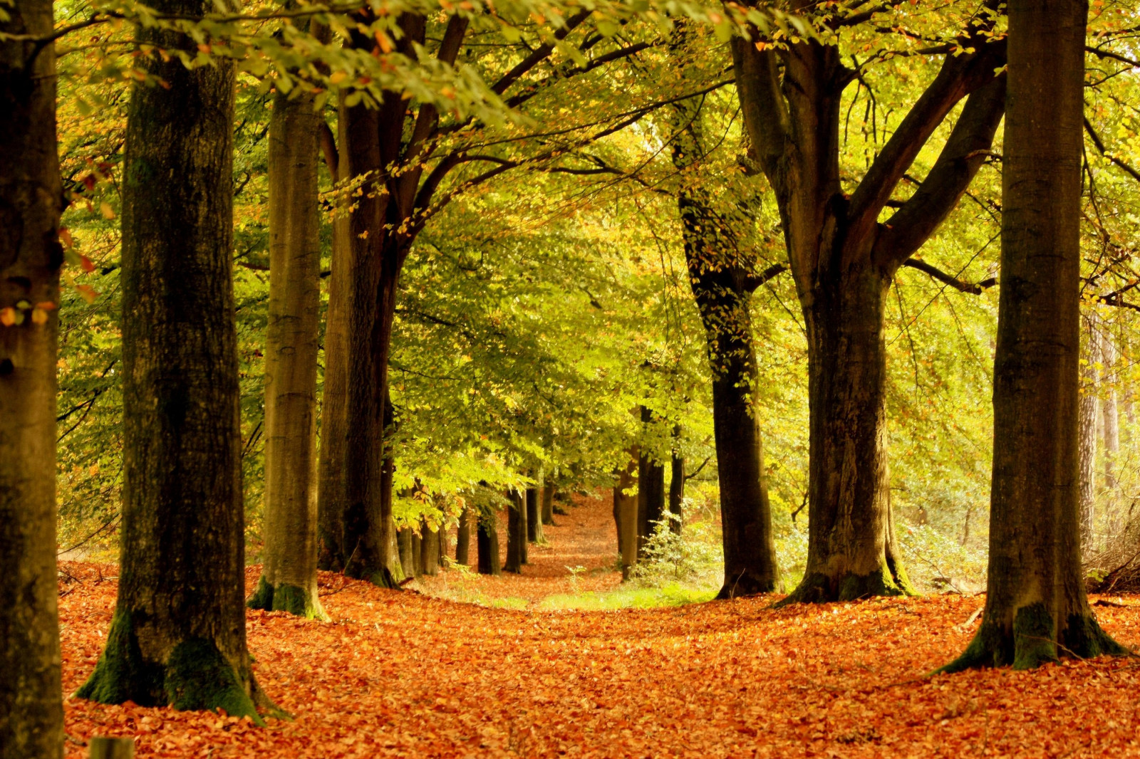 stromy, automne, zlato, forrest, obraz, Getty, cesty, malebný, kapalina, Gettyimages, Ommen, gettyimage, authumn, Junne, Tekuté zlato, golddragon, mywinners, lifebeautiful, theunforgettablepictures, naturewatcher, flickrestrellas, Flickr sexquisiteshots, spiritofphotography, quarzoespecial, treesdiestandingup, rubyphotographer, pathscaminhos, qualitypixels, vosplusbellesphotos, naturescreations