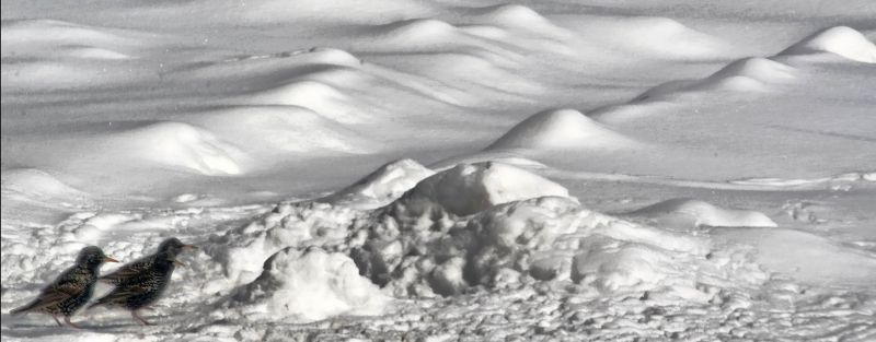 ภาพวาด, ขาวดำ, หิมะ, ฤดูหนาว, นก, ธรรมชาติ