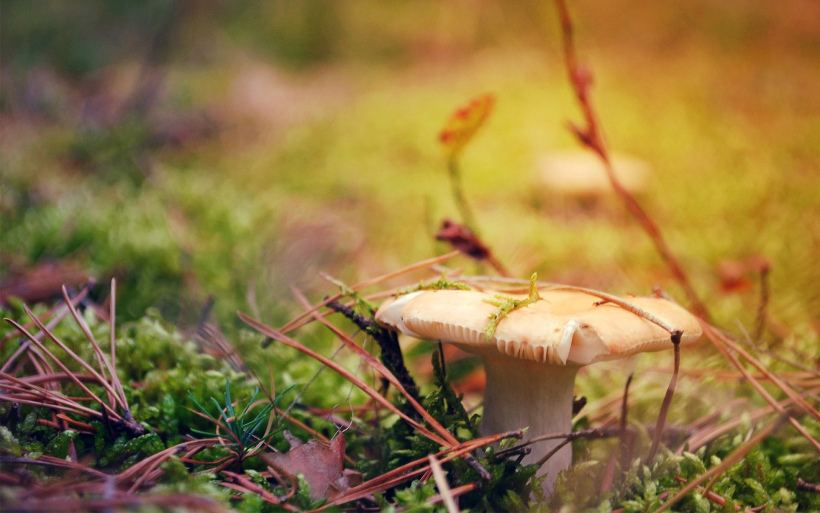 Wallpaper mushroom, grass, autumn, dry 1920x1200 wallhaven