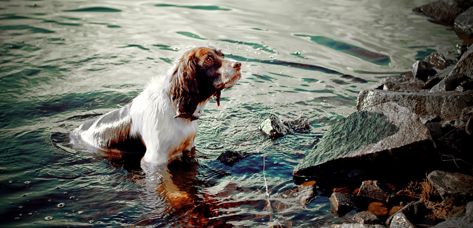 Mollie, molliemunch, Pes, domácí zvíře, zvíře, englishspringer, springerspaniel, španěl, voda, slunečnímu záření, nádrž, skály, pobřeží, Rochdale, piethornevalley, Lancashire, Anglie, Kánon, canon5dmarkll, canon50mm, 50mm, venkovní, mimo