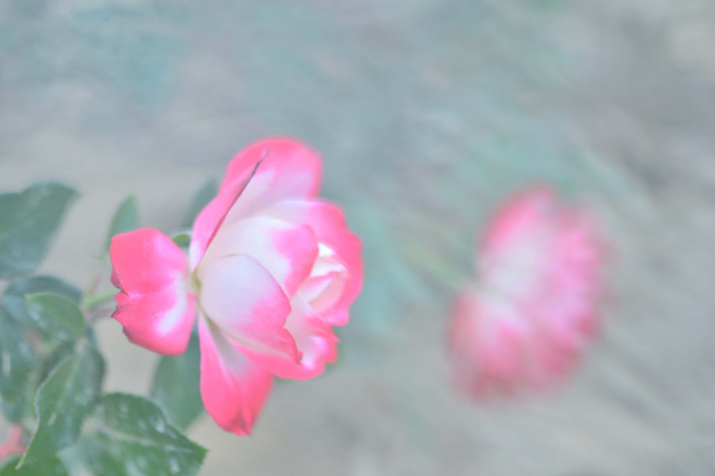 růže, rostlina, květ, Příroda, surgens, Rosas, rosa, Mawar, meningkat, dosti, květiny, světlo, valentýnský, hoa, bulaklak, Floare, blume, flor, fiore, Blomma, bl th, květ, bunga