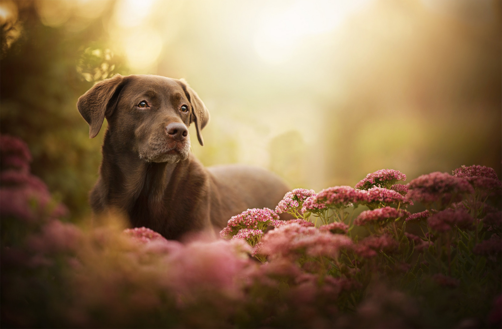 2048x1341 px, animaux, chien, fleurs, Labrador, les plantes