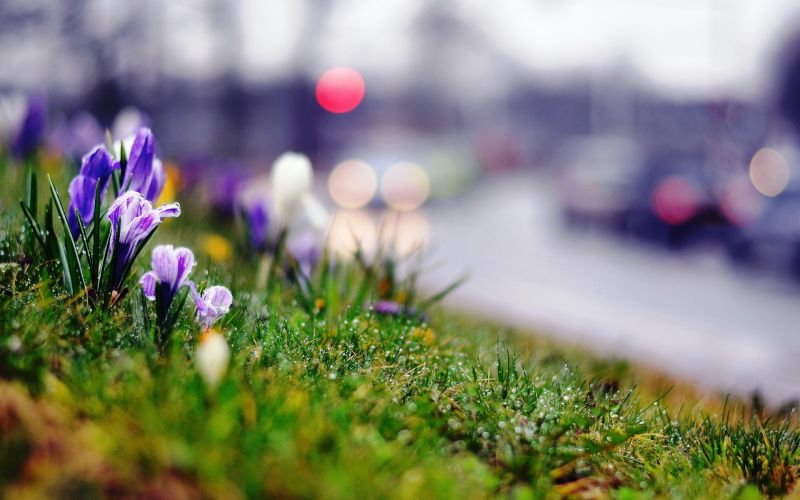 slunečnímu záření, květiny, Příroda, tráva, rostliny, zelená