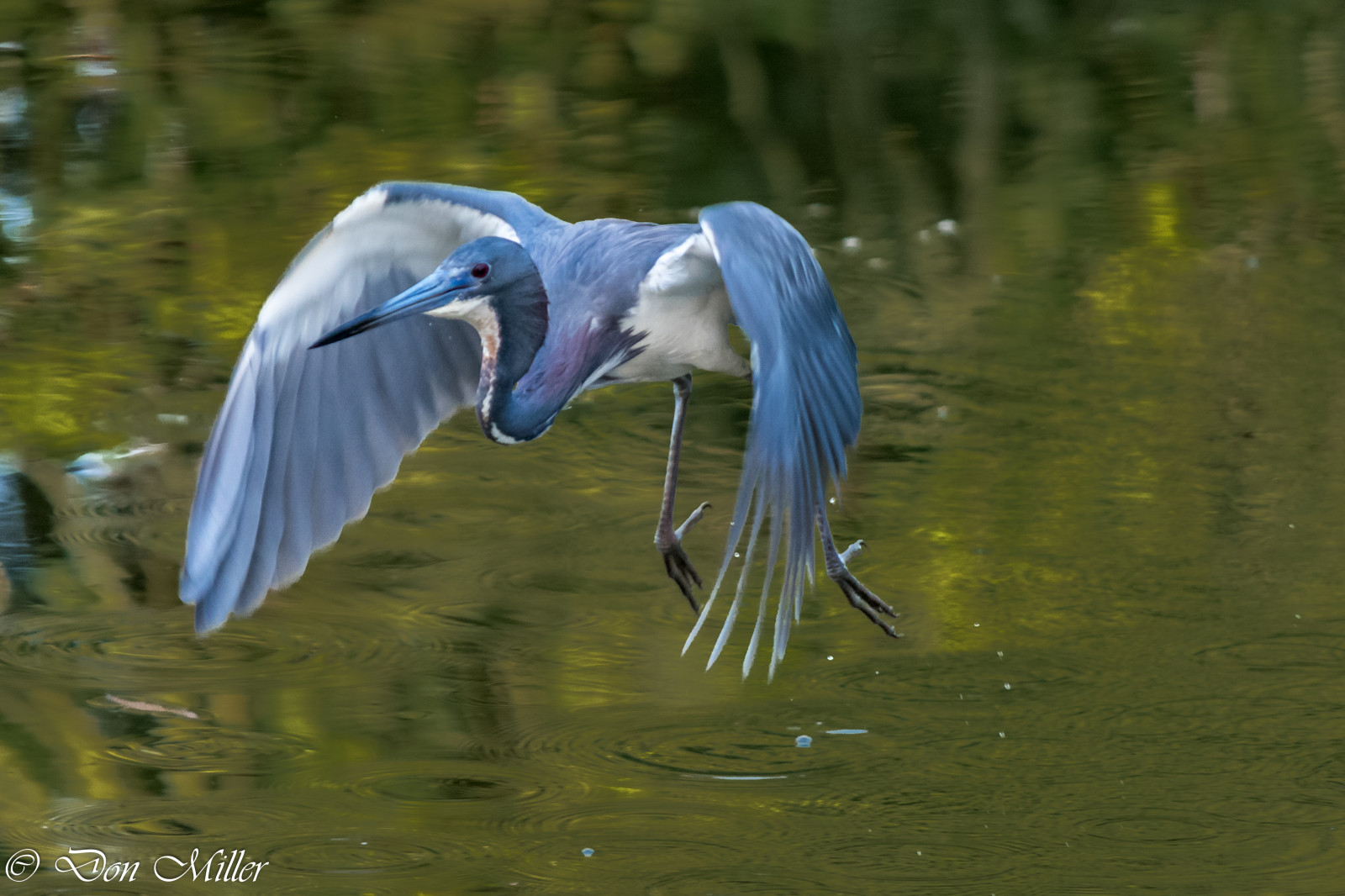 Vögel, Wasser, Natur, Betrachtung, draußen, Tierwelt, Frühling, Schnabel, Reiher, Feuchtgebiet, Vogel, Bif, Venicerookery, auf einem Spaziergang, Kolonie, Reiher, D5500, Flügel, Fauna, Wirbeltier, Pelecaniformes, Großer Reiher