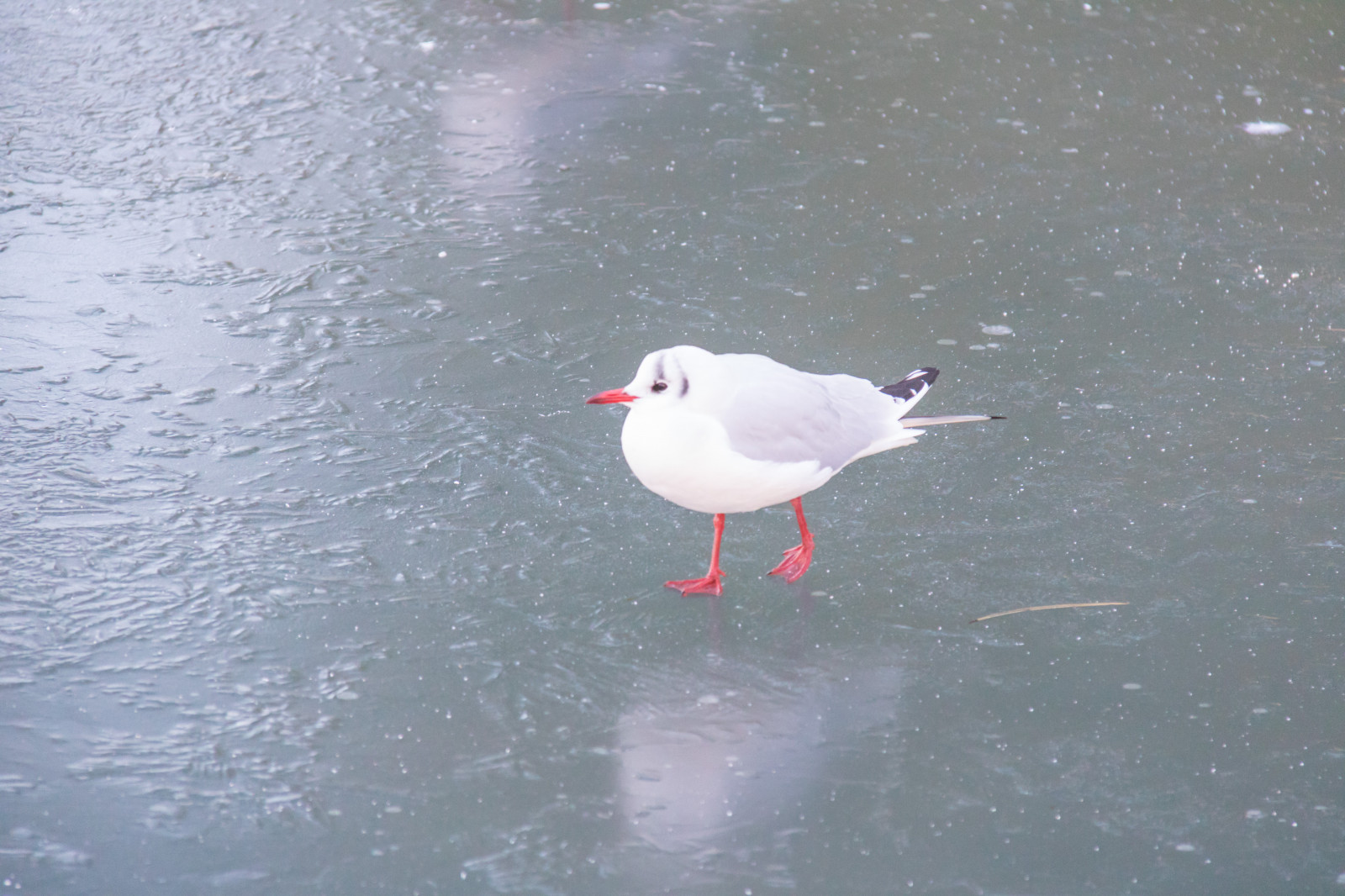 apă, reflecţie, iarnă, rece, îngheţ, cioc, pasăre, Vinter, stadsparken, trelleborg, F gel, kallt, pescăruş, rimfrost, seabird, aripă, animale vertebrate, păsări de apă, Charadriiformes, shorebird