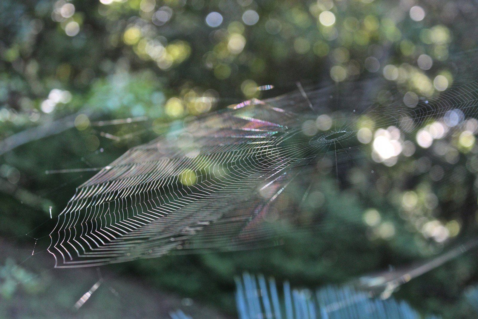 ใยแมงมุม, สัตว์ป่า, ใบไม้, สัตว์ป่า, สิ่งมีชีวิต, น้ำ, ต้นไม้, การถ่ายภาพมาโคร