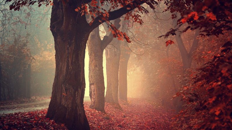 sunlight, trees, forest, fall, leaves, nature sunlight, trees, forest, fall, leaves, nature