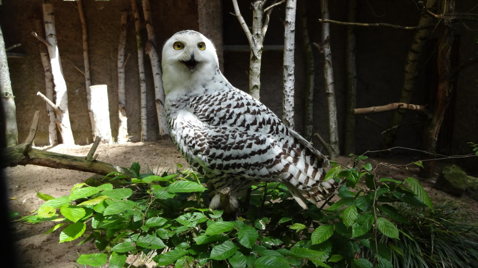 Německo, Volně žijících živočichů, dravý pták, sova, zobák, strom, zvíře, pták, de, fauna, specanimal, organismus, Rheine, Buboscandiacus, Sníh, Schneeeule, Naturzoorhein