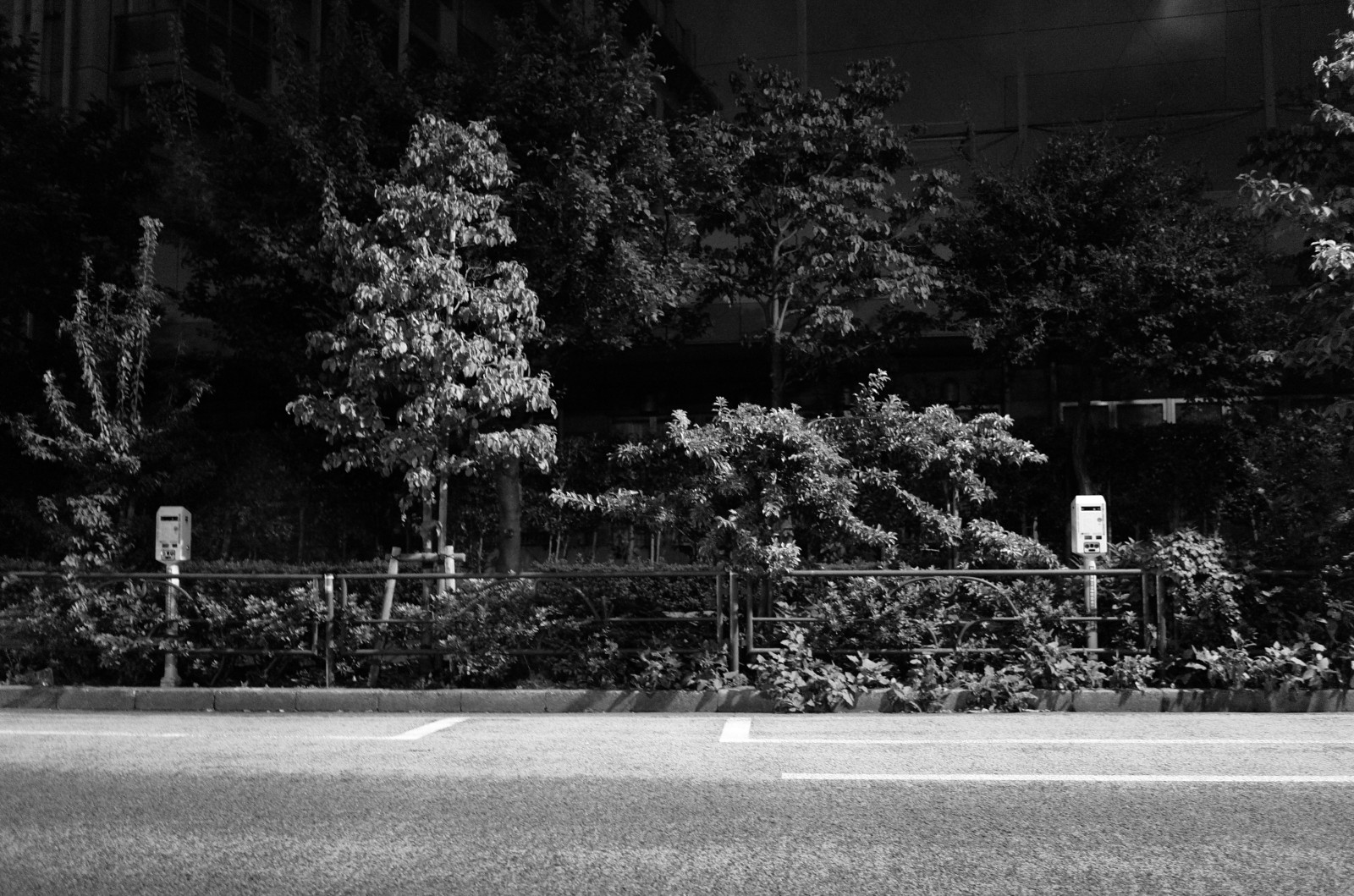 Japonsko, bílý, Černá, černobílý, noc, sníh, fotografování, Leica, Tokio, světlo, strom, květ, rostlina, sezóna, CC, tma, T, leicat, Summicron, CreativeCommons, summicron235, 235, Černý a bílý, monochromatické fotografování, dřevina