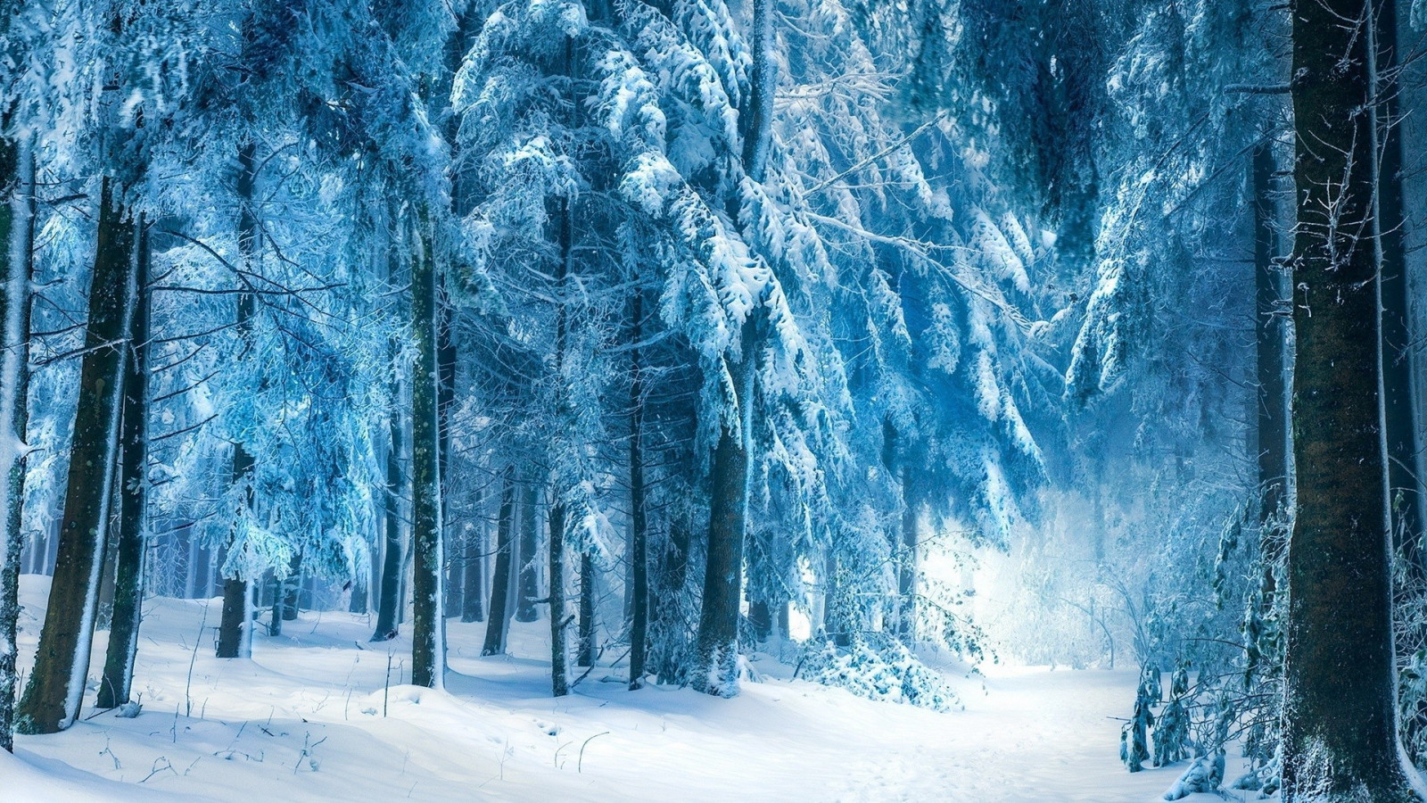 luce del sole, alberi, paesaggio, foresta, natura, la neve, inverno, ramo, ghiaccio, brina, Congelamento, albero, tempo metereologico, stagione, 1920x1080 px, ambiente naturale, pianta legnosa