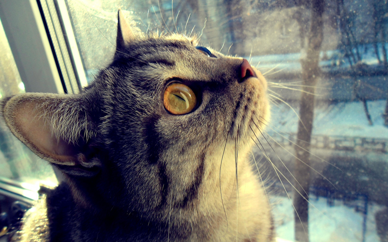 chat, visage, les yeux, fenêtre