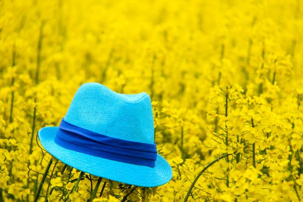 yellow,hat,rape,hatt,raps,Rapeseed