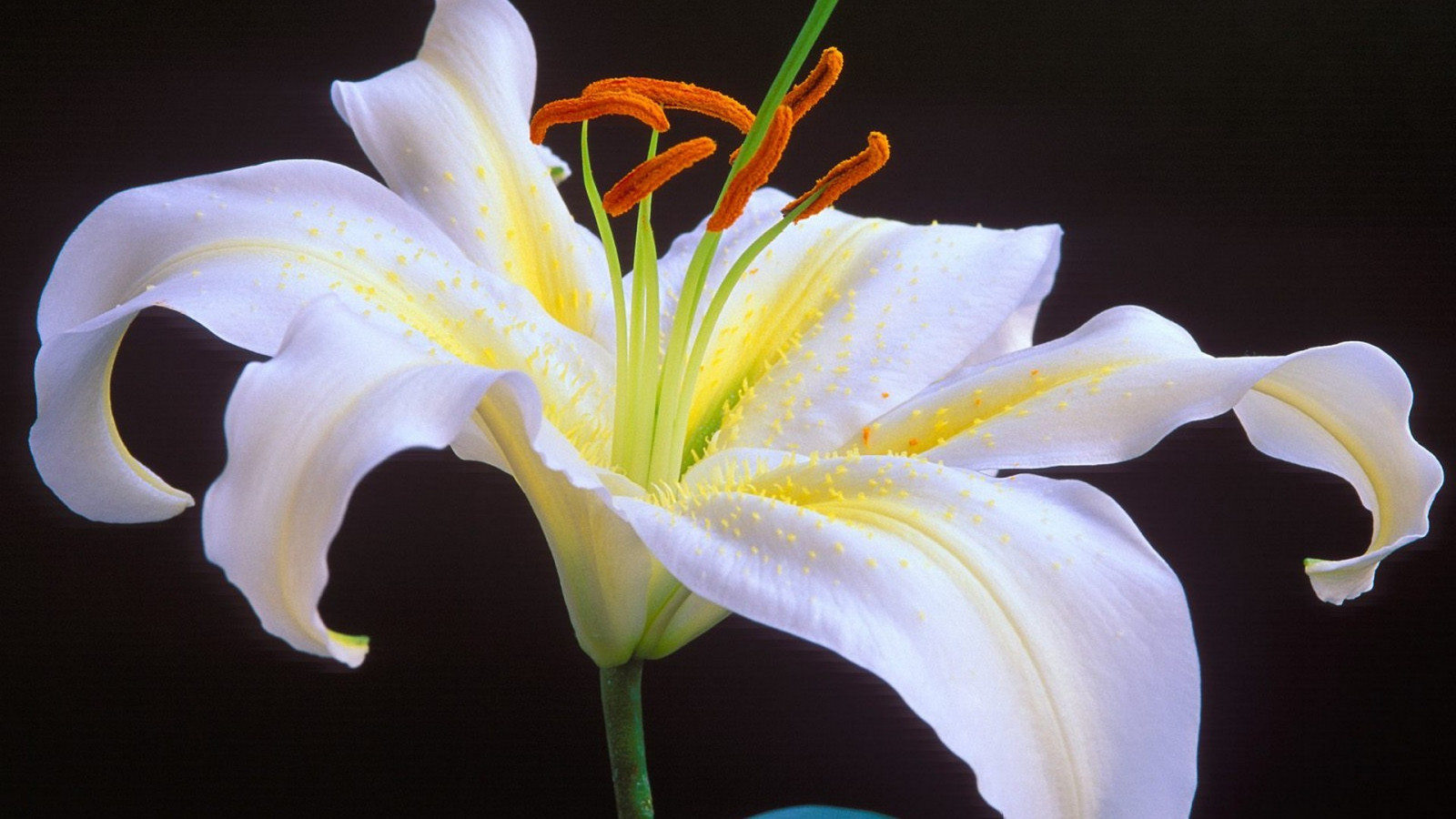 oriental white flower oriental white flower