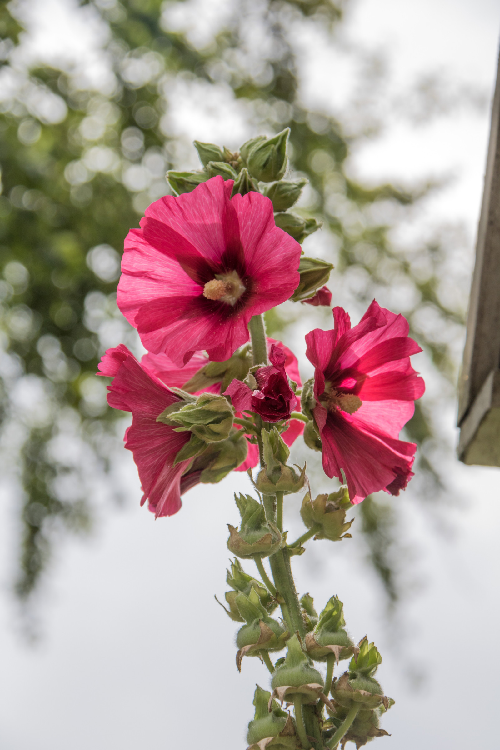 blomst, blomst, plante, flora, blomma, stokroser, stockros, exif model canoneos760d, geocountry, kamera gør kanon, geocity, kameramodel canoneos760d, geostate, geolocation, exif linse efs18200mmf3556is, exif gøre kanon, exif isospeed 100, exif åbningen 80, exif focallength 90mm, Katrinetorp, katrinetorpslanderi, kronblad, stokrose, wildflower, botanik, jord plante, blomstrende plante, etårig plante, makrofotografering, blomster, stængelplante, katost-ordenen, Malva