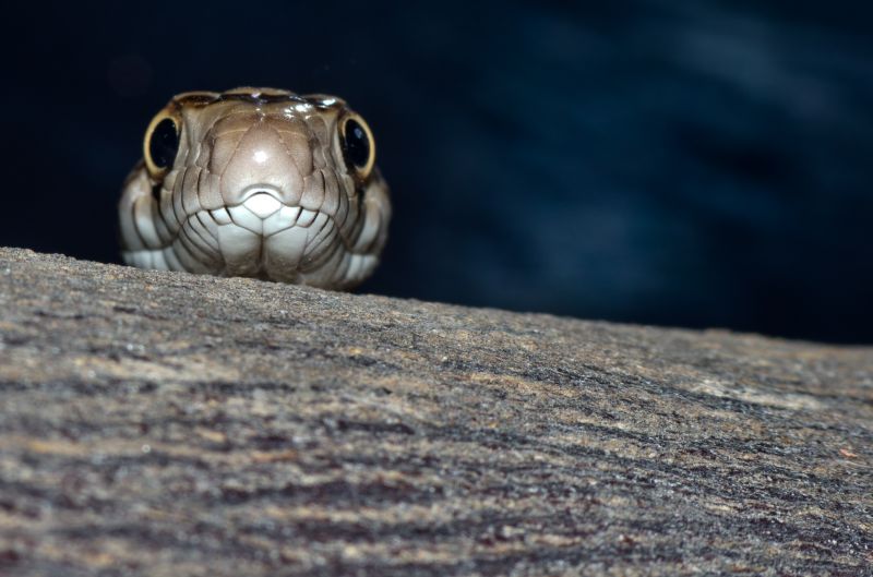 fauna,reptile,close up,macro photography,organism,terrestrial animal