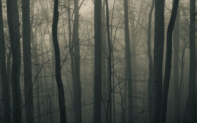 slunečnímu záření, stromy, krajina, les, černobílý, Příroda slunečnímu záření, stromy, krajina, les, černobílý, Příroda