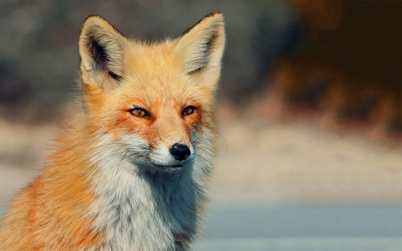 2560x1600 px, animale, vulpe 2560x1600 px, animale, vulpe