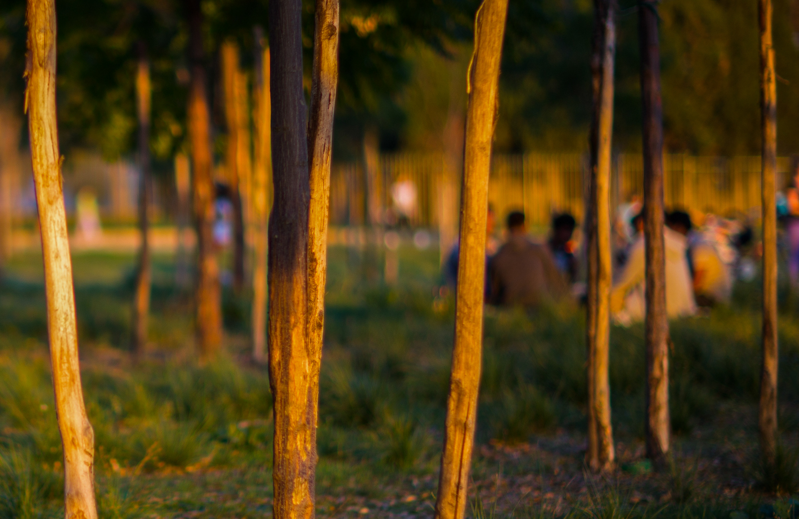 ulice, stromy, světlo, západ slunce, Rozmazané