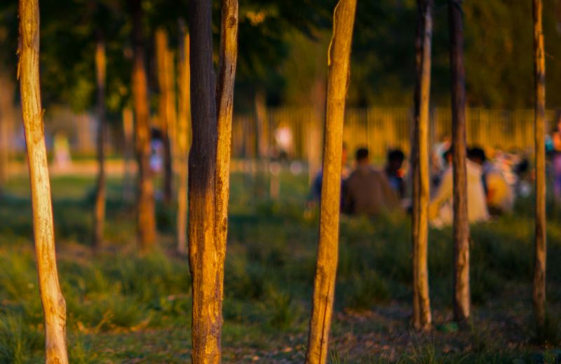 ulice, stromy, západ slunce, světlo, Rozmazané