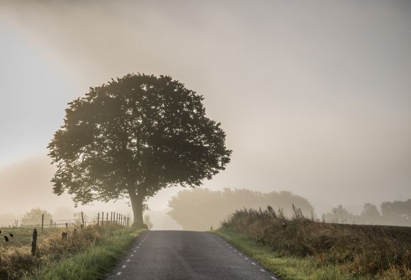 sunlight,landscape,grass,sky,field,road