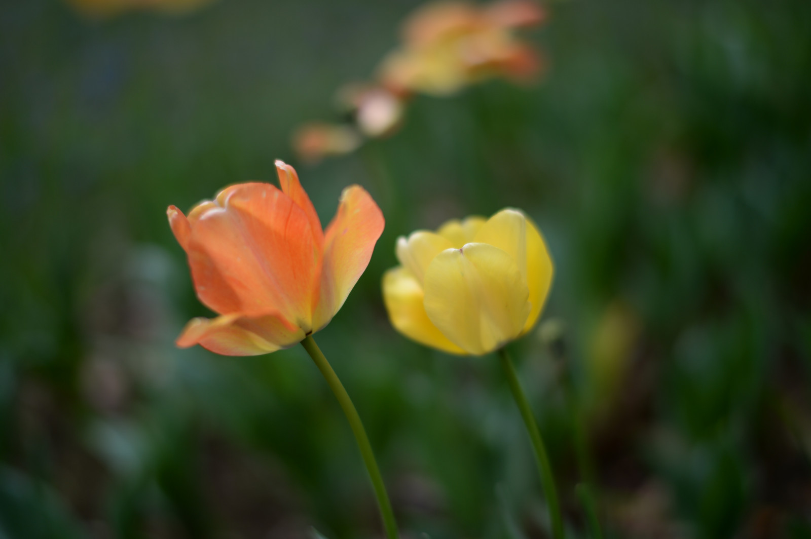 Japonsko, Příroda, žlutý, Nikon, květ, jp, NIKKOR, květ, rostlina, tulipán, flóra, okvětní lístek, df, afs58mmf14g, afsnikkor58mmf14g, Tachikawa, showakinenpark, divoká rostlina, botanika, suchozemská rostlina, kvetoucí rostlina, makro fotografie, závod stonek