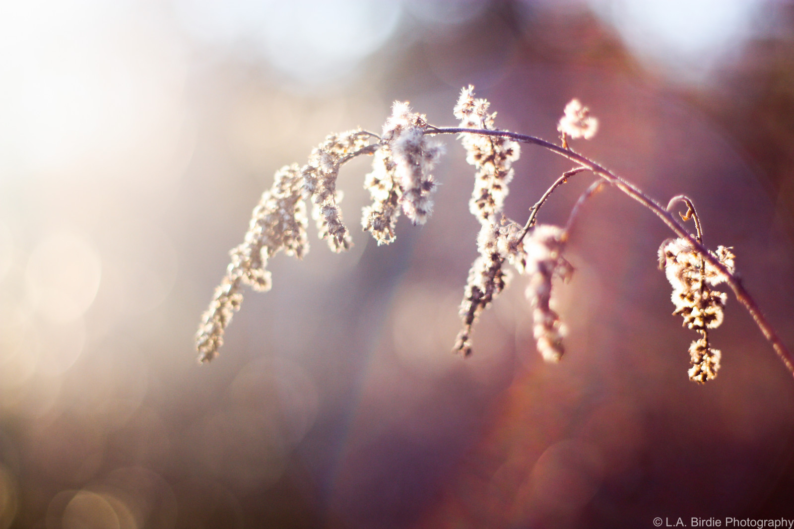 slunečnímu záření, Příroda, zima, fotografování, větev, mráz, slunce, Kánon, rosa, zmrazení, Los Angeles, světlo, podzim, list, květ, rostlina, dívka, sezóna, fotografie, flóra, ptáček, anne, větvička, zblízka, makro fotografie, vlhkost, Lindsay, dransfield, labirdie, labirdiephoto