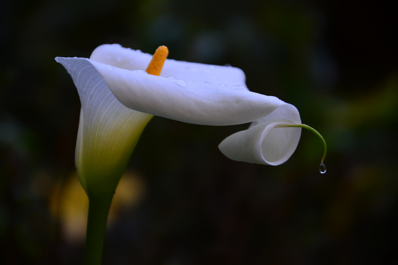 blomster, træer, solnedgang, pordosol, Sol, Måne, flores, Sol, natur, fugle, dyr, dyreliv, natureza, aves, lua, pattedyr, animais, paisagens, arvores, naturephotography, mamiferos, vidaselvagem, fotografiadenatureza, ferrarezi, celsoferrarezijr, isuzuimagens