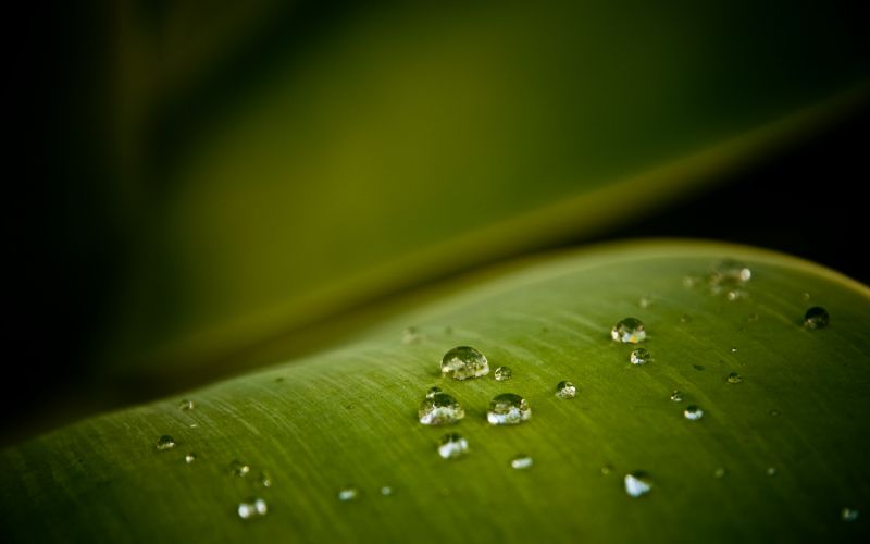 luz de sol, agua, naturaleza, césped, fotografía, verde luz de sol, agua, naturaleza, césped, fotografía, verde