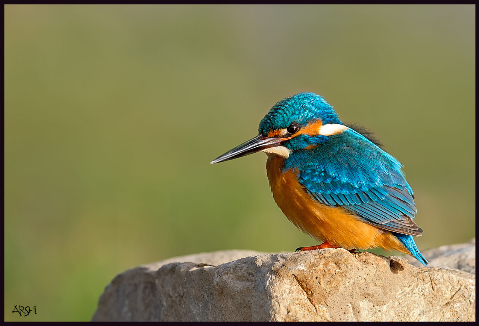 Pákistán, ptactvo, ilovenature, ngc, ledňáček, Birdseyeview, naturephotography, Quetta, Colorsofnature, birdsofpakistan, nikkor600mmf4, birdslover, birdsphotography, ilovewildlife, nikond4s, Naturellover