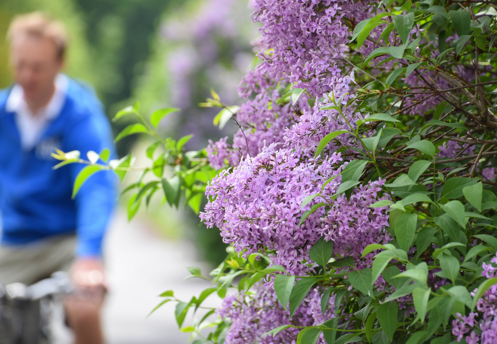 giardino, natura, bokeh, Svezia, Europa, erba, Sverige, lilla, profondità di campo, fiore, pianta, all'aperto, flora, gdl, sk nel n, SE, sk ne, Malmo, Syren, prato, Fiore di campo, botanica, impianto di terra, pianta fiorita, arbusto, pianta annuale