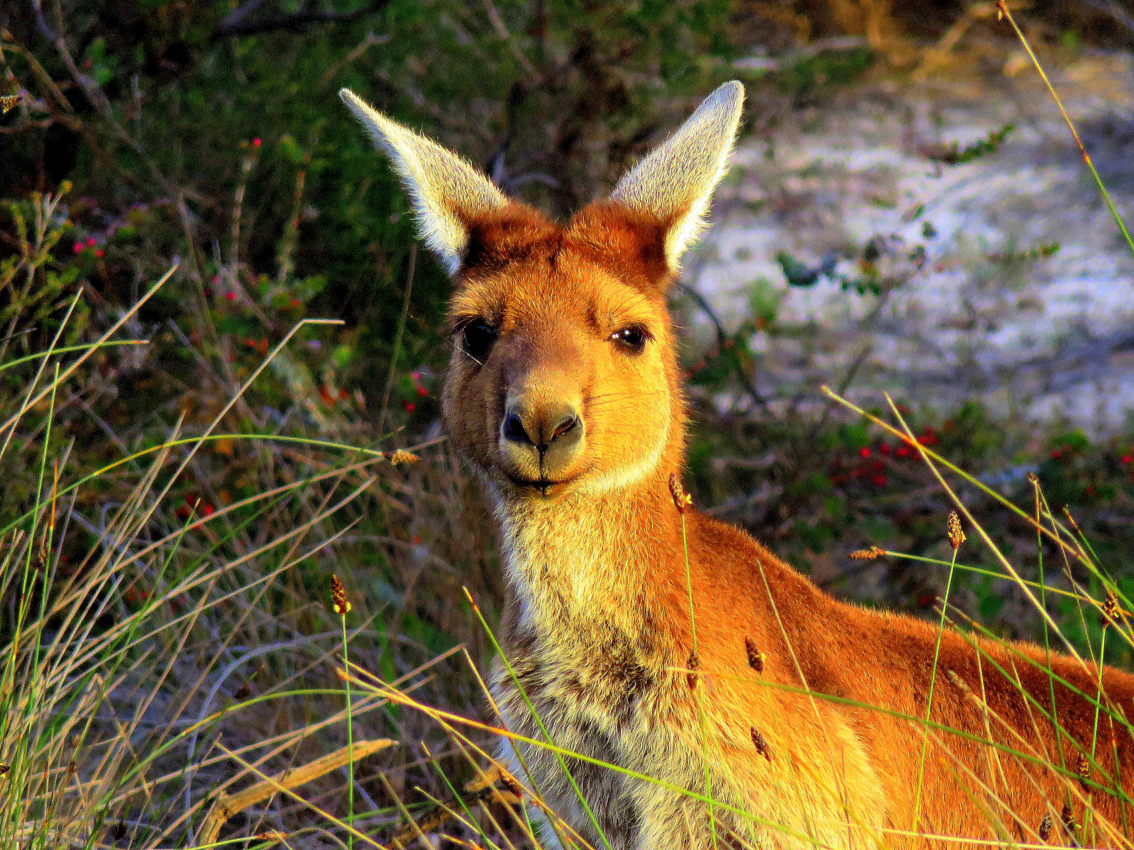 natura, fauna, mammifero, terrestrial animal, natura selvaggia, cervo, erba, vigogna, foglia, grugno, organismo, Macropodidae, antilope, prateria, canguro, cervo muschiato, marsupiale, Cervo dalla coda bianca, famiglia di erba, bosco