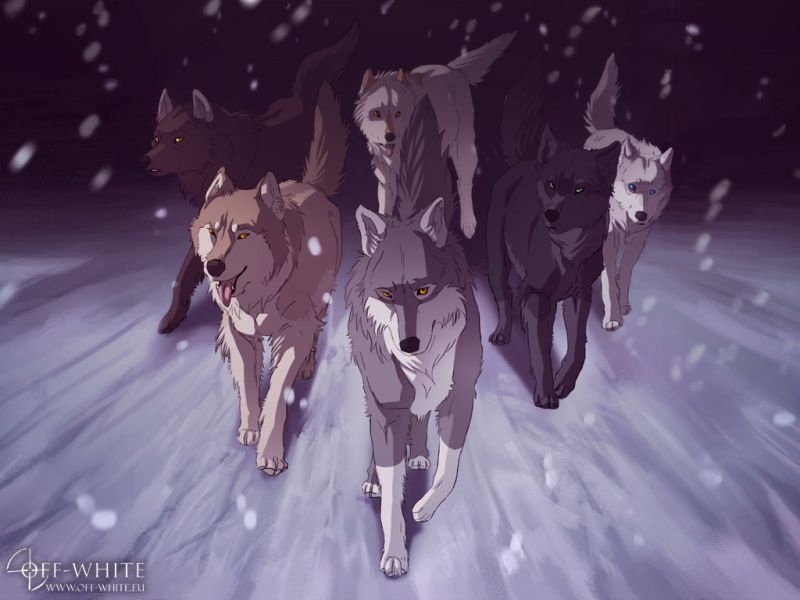 animals, anime, snow, winter, wolf, season animals, anime, snow, winter, wolf, season